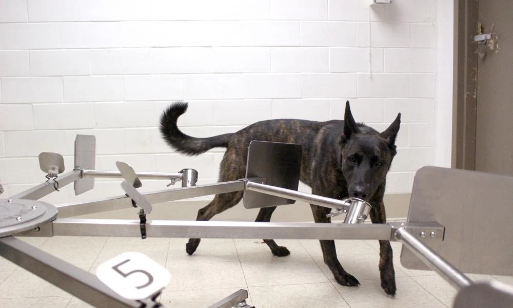 Σκύλοι εκπαιδεύονται για να ... μυρίζουν τα κρούσματα κορωνοϊού!